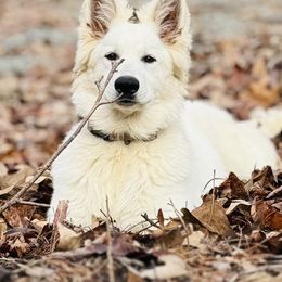 Berger Blanc Suisse Puppies from Wynter Spirit Kennels