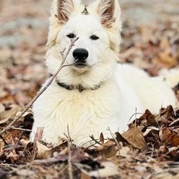 Berger Blanc Suisse Puppies from Wynter Spirit Kennels