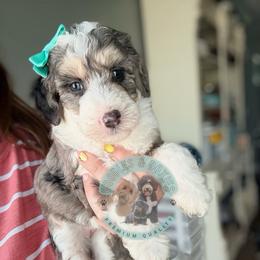 Brie - Blue merle female Bernedoodle puppy in Marion, Ohio from Doodles & Doxies
