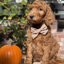 Sloth- Green boy - Red  male Goldendoodle puppy in Yuciapa, California from AlltheDoodlez_