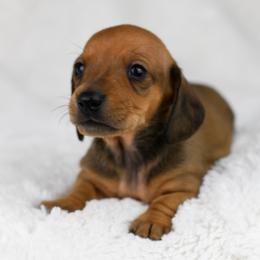 Rory - Red female Dachshund puppy in Fredonia, Arizona from Kaibab Dachshunds