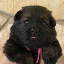 Onya - Sable female German Shepherd puppy in Boerne, Texas from Sudenblick German Shepherds