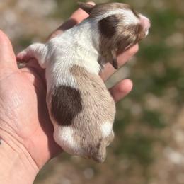 Anna Hummingbird - Girl 2 - Dapple female Dachshund puppy in London, Kentucky from Steele Half Acre Homestead