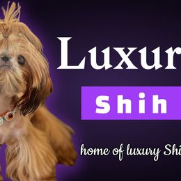 Shih Tzus from 💎Luxurious Shih tzu💎