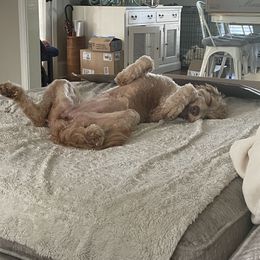 Aussiedoodle and Goldendoodle Puppies from Sweet Canaan Farm - Doodles