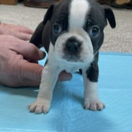 Boston Terrier Puppies from Charlie’s Pride