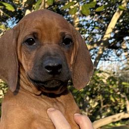 Orange Girl - Rd whtn blk nose Rhodesian Ridgeback puppy in Chino, California from Desert Star African Lionhounds