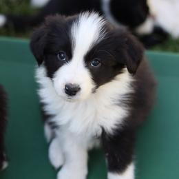Mischief - Black and white female Border Collie puppy in Kalispell, Montana from North Fork Border Collies