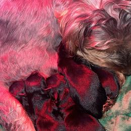 Yorkshire Terriers from TK PUPS