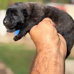 Layla - Black brindle female Dutch Shepherd puppy in San Jose, California from Brandon's Dutch Shepherds