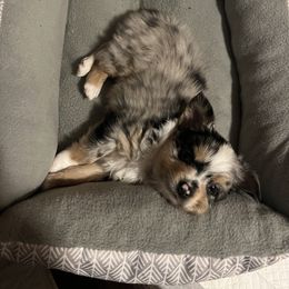 Miniature Australian Shepherd and Toy Australian Shepherd Puppies from Columbia Coast Toy & Mini Aussies