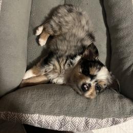 Miniature Australian Shepherd and Toy Australian Shepherd Puppies from Columbia Coast Toy & Mini Aussies
