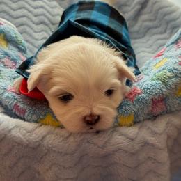 Marshall - White male Shih Tzu puppy in Etoile, Texas from Dollface Dollie’s Shih Tzus