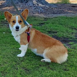 American Corgis and Pembroke Welsh Corgis from Rose Petal Corgis