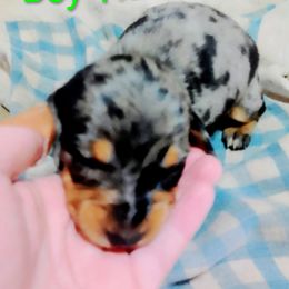Boy 1 - Dapple male Dachshund puppy in Westover, Alabama from Small Paws Kennel