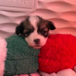Elvis - Sable male Pembroke Welsh Corgi puppy in Cheyenne, Wyoming from BriarFox Welsh Corgis