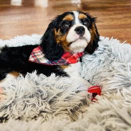 Finley - Tri-color male Cavalier King Charles Spaniel puppy in Mount Dora, Fl, Florida from Breezy Palms Cavaliers