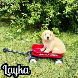 Layka - Golden female Golden Retriever puppy in Salem, Virginia from Virginia Goldens
