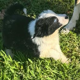 617 - Black and white female Border Collie puppy in Temecula, California from West Coast Border Collies