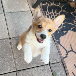 Ginger-Female 1 Limited Rights - Sable female Pembroke Welsh Corgi puppy in Cooper, Texas from S7 Corgis and Chaos