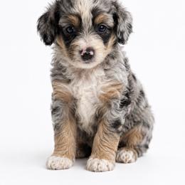 Birdie - Blue merle female Aussiedoodle puppy in Louisville, Mississippi from Kristy’s Kennels