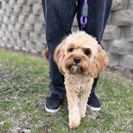 Lulu - Cavapoo