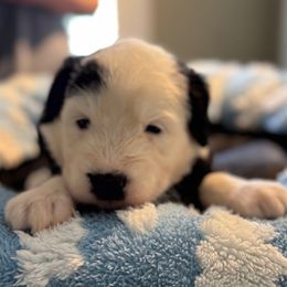 Red girl - Black and white female Sheepadoodle puppy in Riverside, California from Downtown Doodles & Frenchies