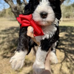Bernedoodle Puppies from Sweet Pea Bernedoodles