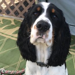English Springer Spaniel Puppies from Indian Creek Springers