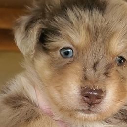 Dolce - Miniature Australian Shepherd puppy in Roseville, California from Golden State Mini Aussies