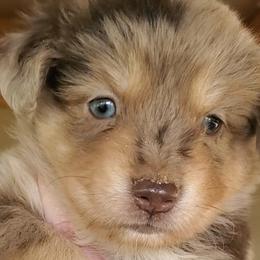 Dolce - Miniature Australian Shepherd puppy in Roseville, California from Golden State Mini Aussies