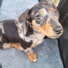 Dachshunds from Maes Doxies