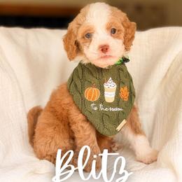 Blitz - Red  male Goldendoodle puppy in Hartwell, Georgia from BellaDoodles