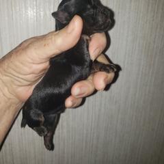Boe - Black and tan male Brussels Griffon puppy in Nc, Florida from Brusseluv2