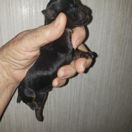 Boe - Black and tan male Brussels Griffon puppy in Nc, Florida from Brusseluv2