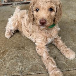 Green Gurl - Apricot female Poodle puppy in Vancleave, Mississippi from Royal Dixie Standard Poodles