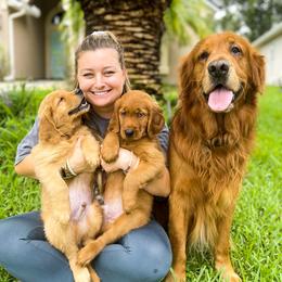 Golden Retriever Puppies from Salty Goldens