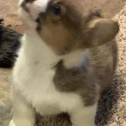 Pembroke Welsh Corgi Puppies from Shabby Chic Corgis