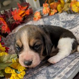 Indigo - Black tan and white female Beagle puppy in Vallejo, California from Tailwindfarm