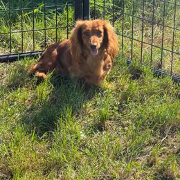 Carnie - Red female Dachshund puppy in Stuart, Iowa from Johnson Family Paws