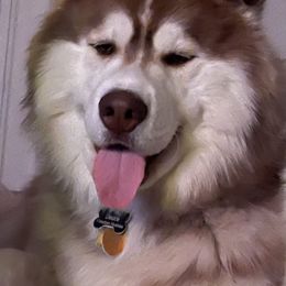 Siberian Husky All Grown Up from Freedom Huskies
