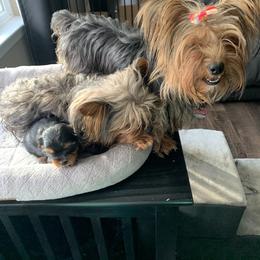 Yorkshire Terrier Puppies from Missy Lu Lap Puppies