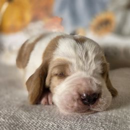 Pudge - Red and white male Basset Hound puppy in Denison, Texas from Emma Lou's Baby Bassets
