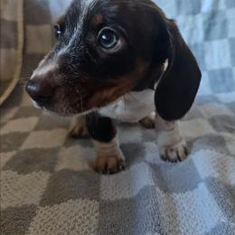 George - Chocolate and tan male Dachshund puppy in Stillwater, Oklahoma from Shade Tree Dachshunds