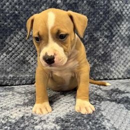 Red male - Red male American Pit Bull Terrier puppy in Nine Mile Falls, Washington from Bartin Kennels