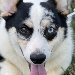 American Corgis and Pembroke Welsh Corgis from Hidden View Farm