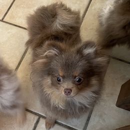 Pomeranian Puppies from Hummingbird & Fox