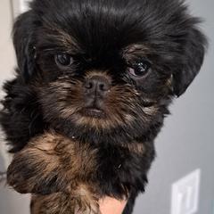 Brussels Griffon Puppies from Brussels and Broodle's and Shiffon's oh my