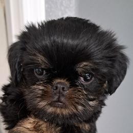 Brussels Griffon Puppies from Brussels and Broodle's and Shiffon's oh my