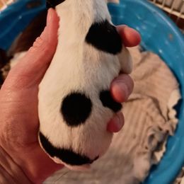 Boy 4 - Black and white male Boston Terrier puppy in Canmer, Kentucky from Hiser's Bluegrass Bostons